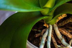 Понадобится 5 кг яблок