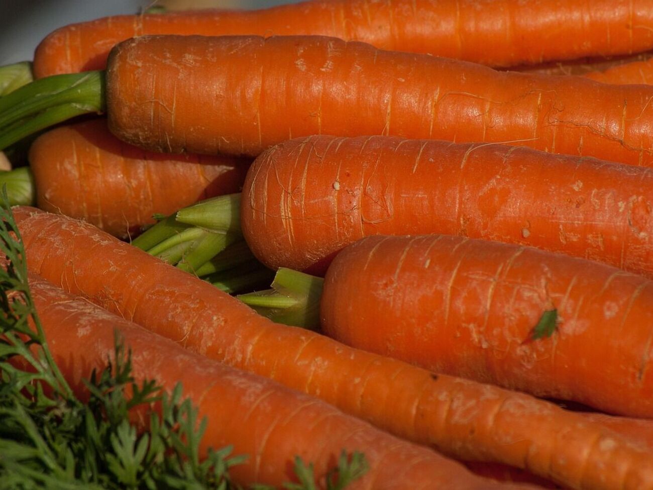 У моркови нужно срезать точку роста