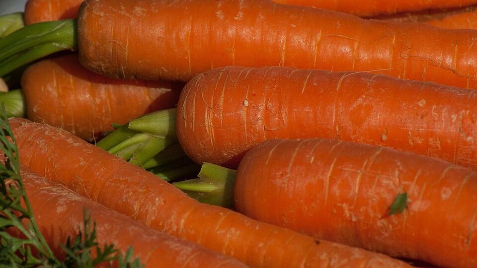 У моркови нужно срезать точку роста