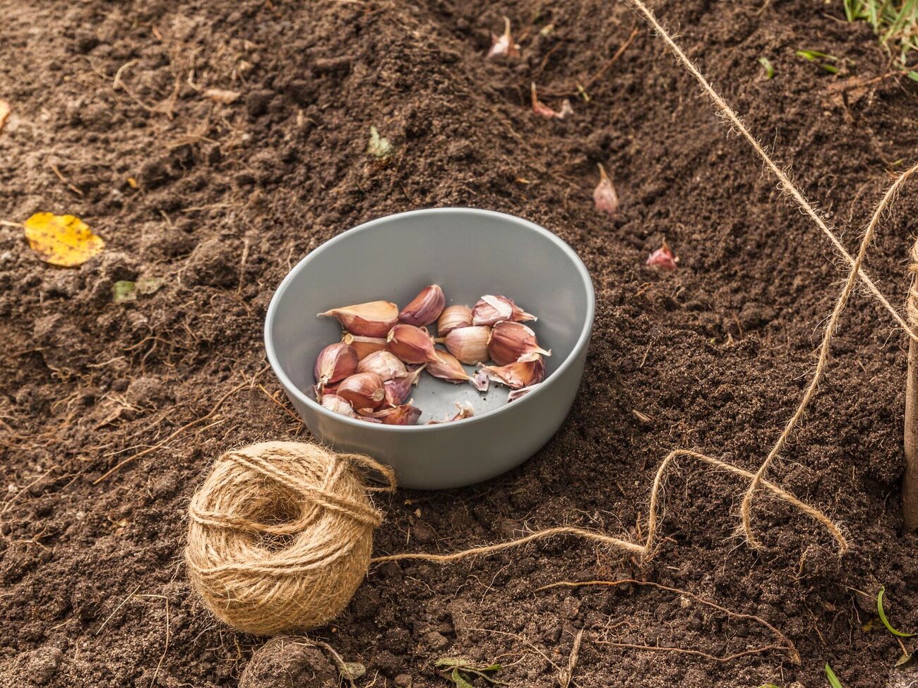Досвідчені агрономи не рекомендують висаджувати часник у щойно перекопану землю