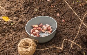 Досвідчені агрономи не рекомендують висаджувати часник у щойно перекопану землю