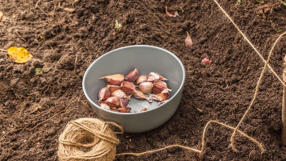 Опытные агрономы не рекомендуют высаживать чеснок в только что перекопанную землю