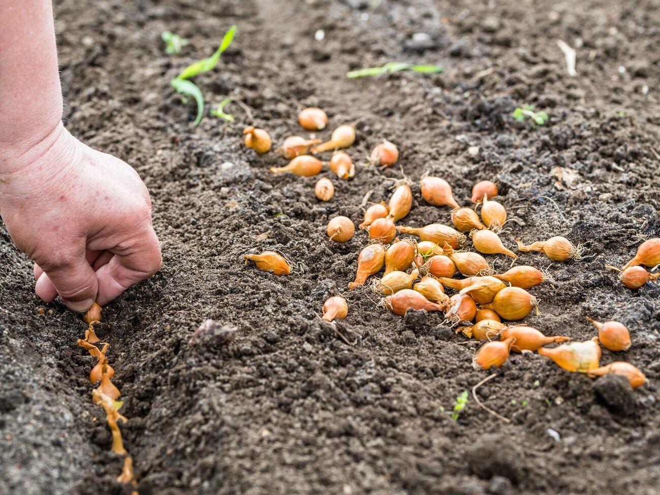 Лучшее время для посадки лука – конец октября – начало ноября