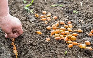 Лучшее время для посадки лука – конец октября – начало ноября