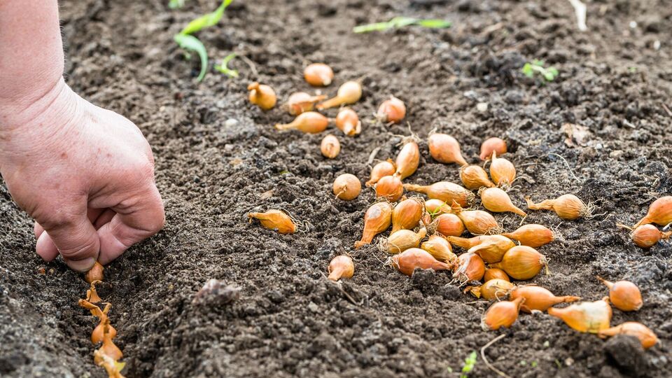 Лучшее время для посадки лука – конец октября – начало ноября