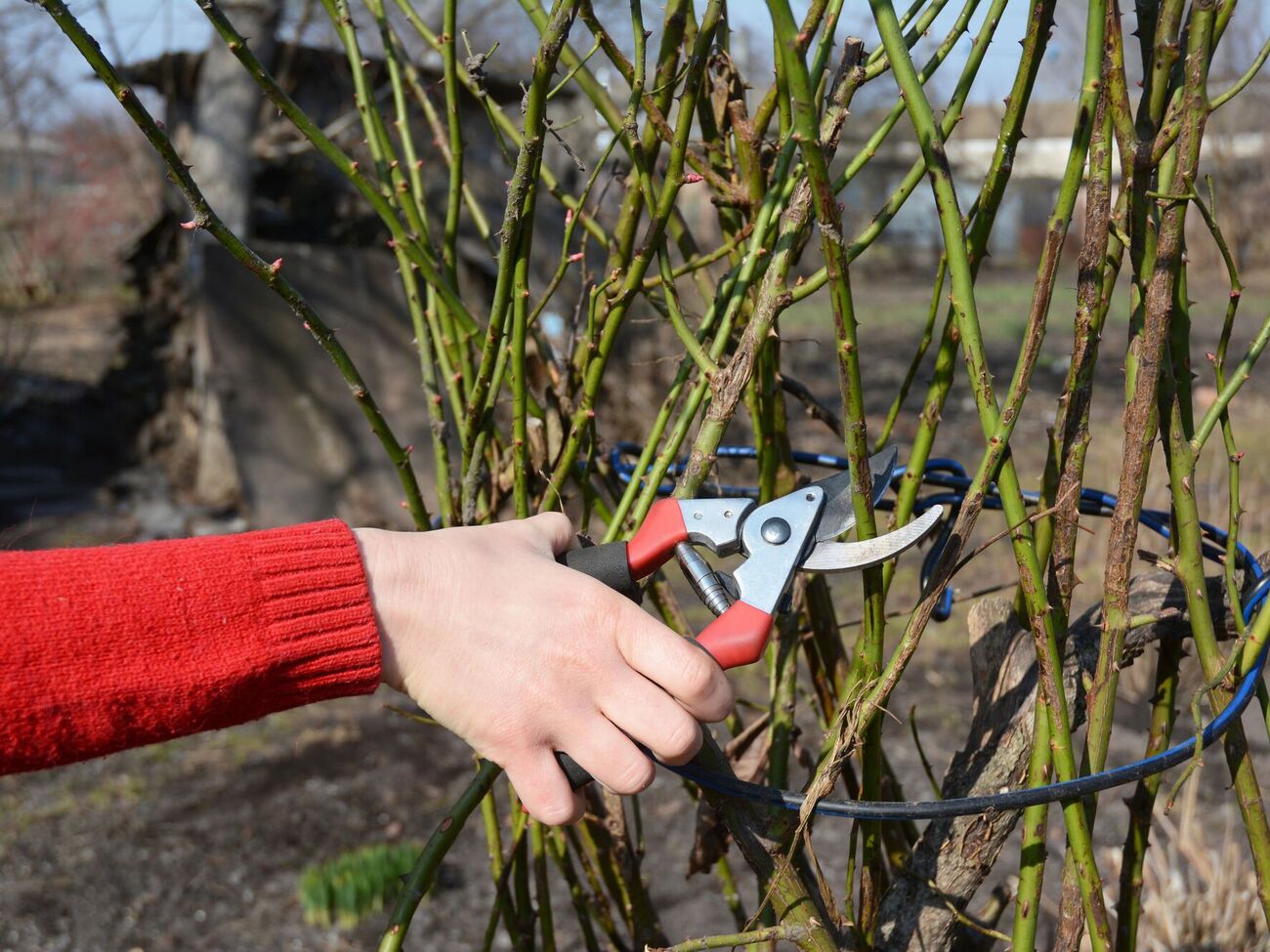 Во время обрезки блогер советует оставить 50–60 см ствола розы от земли