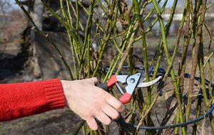Во время обрезки блогер советует оставить 50–60 см ствола розы от земли