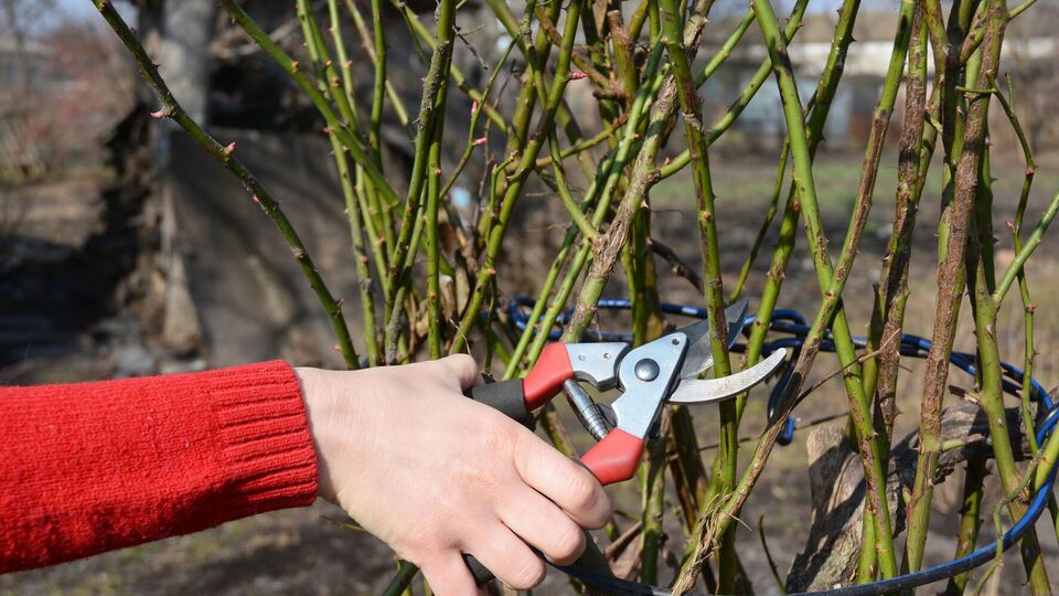 Во время обрезки блогер советует оставить 50–60 см ствола розы от земли