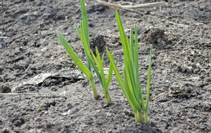 Часник дасть поганий урожай, якщо неправильно вибрати ділянку