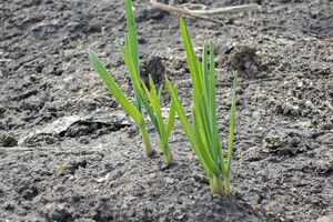 Часник дасть поганий урожай, якщо неправильно вибрати ділянку