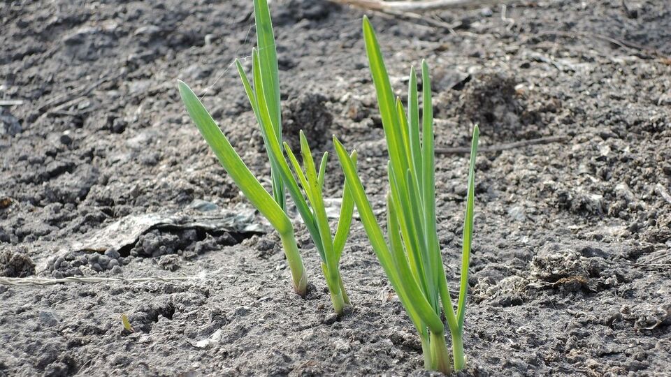 Чеснок даст плохой урожай, если неправильно выбрать участок
