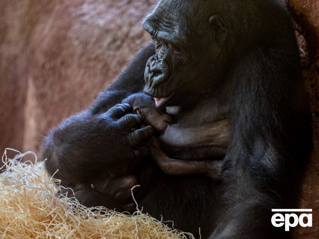 Поцелуй – это эволюционная черта, присущая приматам и, вероятно, встречавшаяся у неандертальцев, свидетельствует исследование