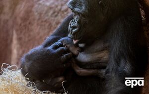 Поцелуй – это эволюционная черта, присущая приматам и, вероятно, встречавшаяся у неандертальцев, свидетельствует исследование