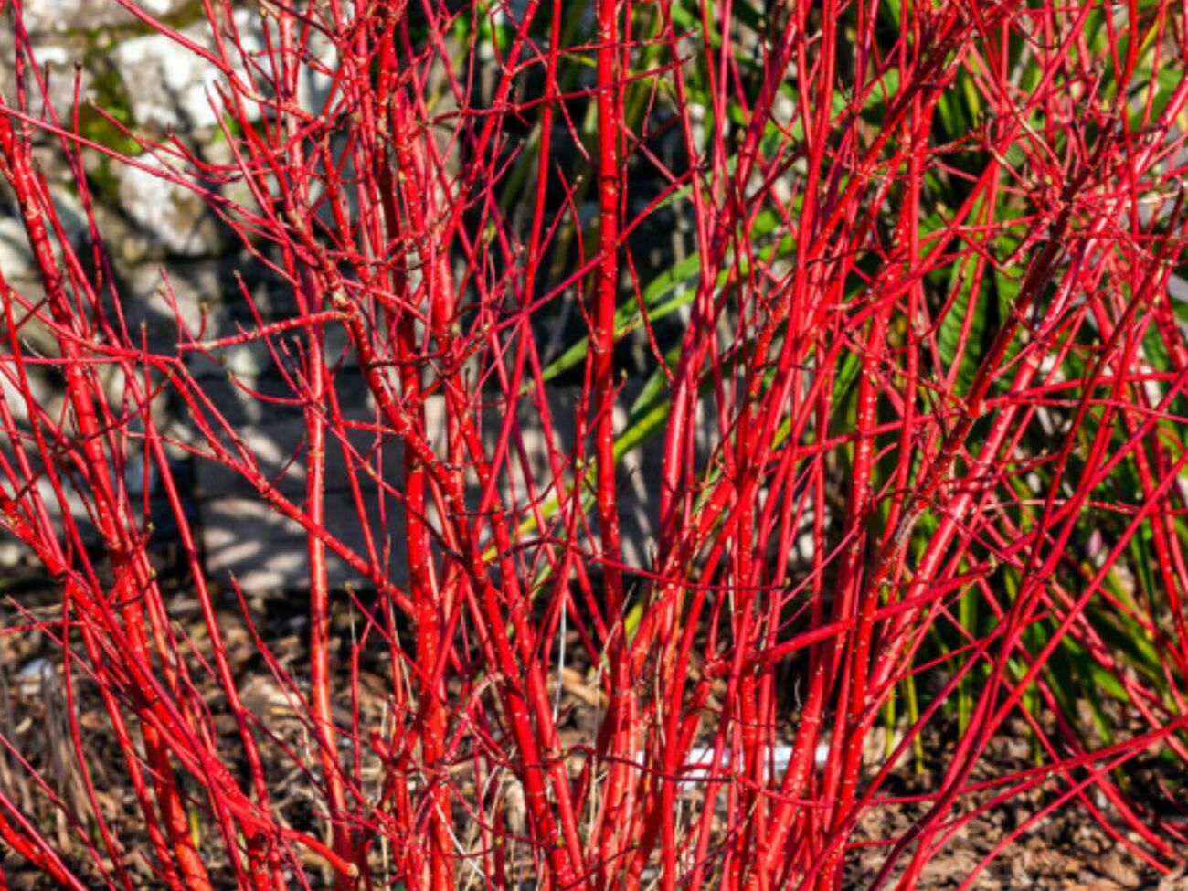 Красный кизил удобно размножать именно зимой