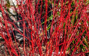 Красный кизил удобно размножать именно зимой