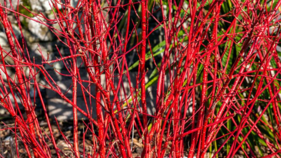 Красный кизил удобно размножать именно зимой