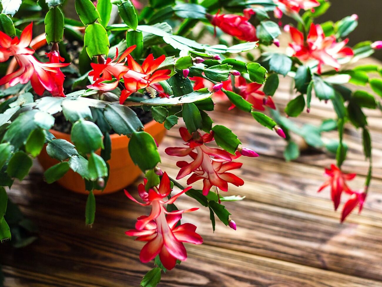 В конце ноября поливать рождественник нужно раз в пять дней