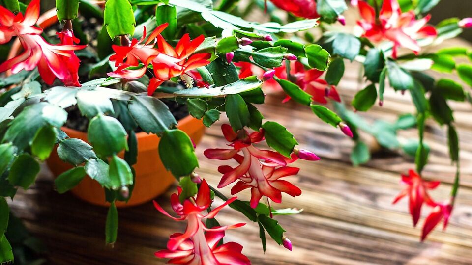 В конце ноября поливать рождественник нужно раз в пять дней