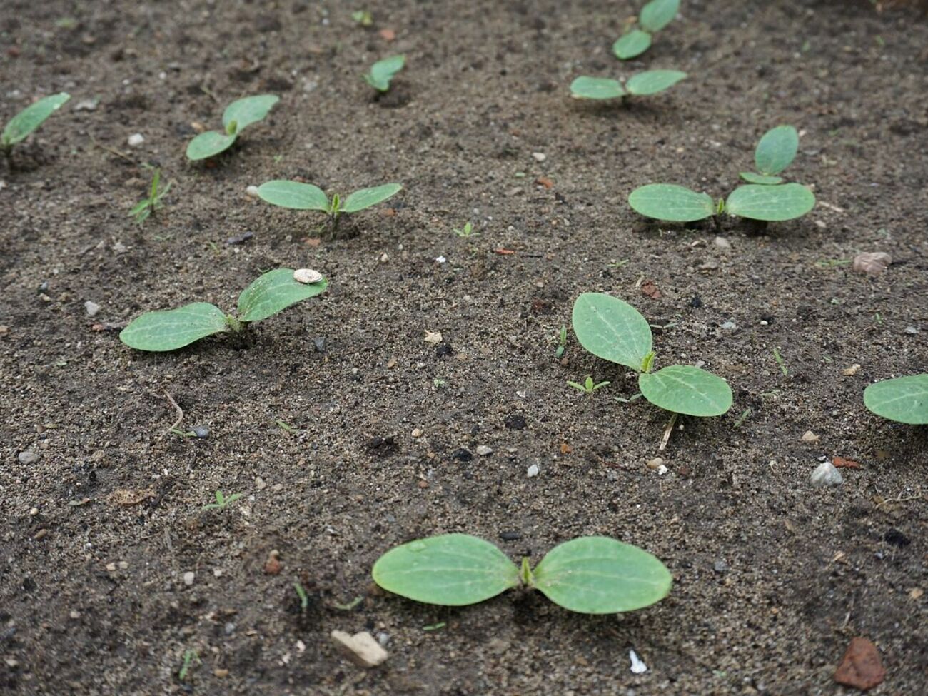 Надо следить за тем, чтобы всходы кабачков не погибли