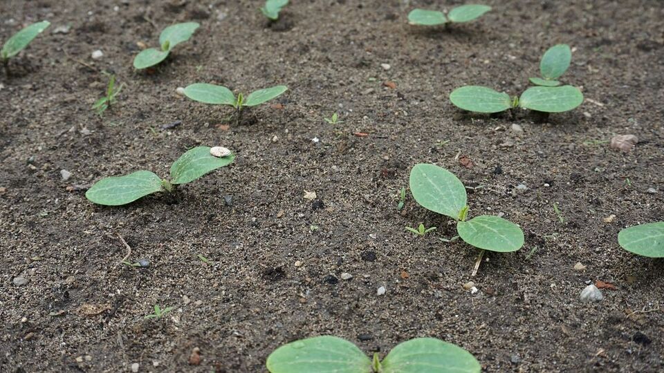 Надо следить за тем, чтобы всходы кабачков не погибли