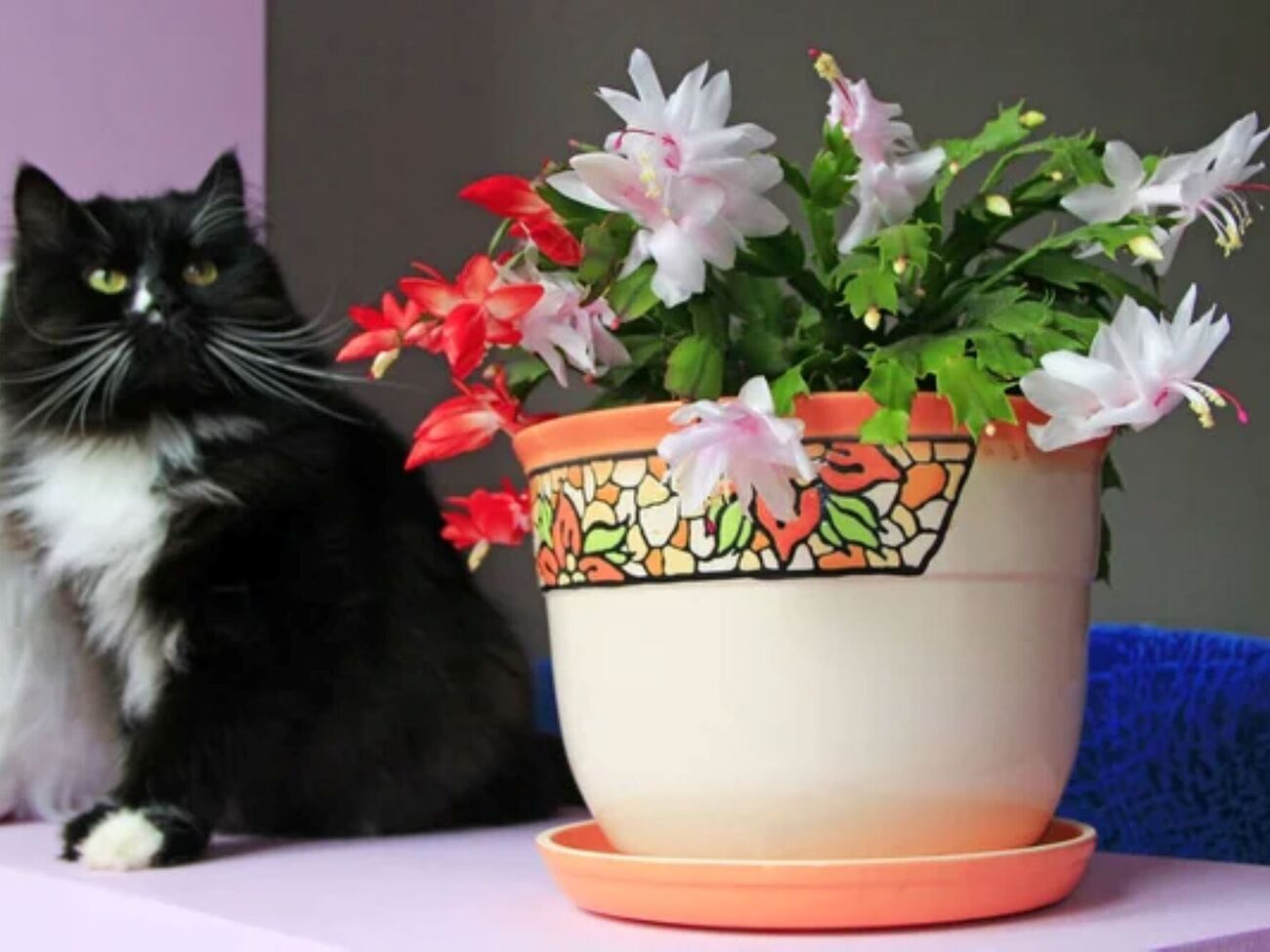 Якщо різдвяник буде у спекотному приміщенні на яскравому освітленні, не варто чекати від нього цвітіння