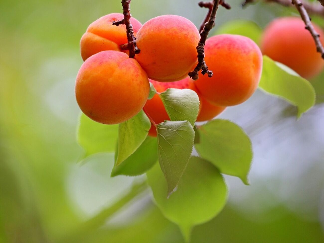 Осенняя подкормка способствует хорошему урожаю