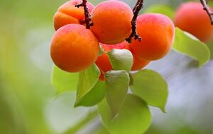 Осенняя подкормка способствует хорошему урожаю