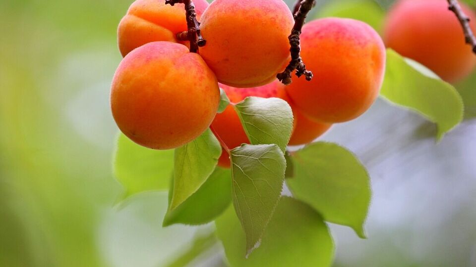 Осенняя подкормка способствует хорошему урожаю