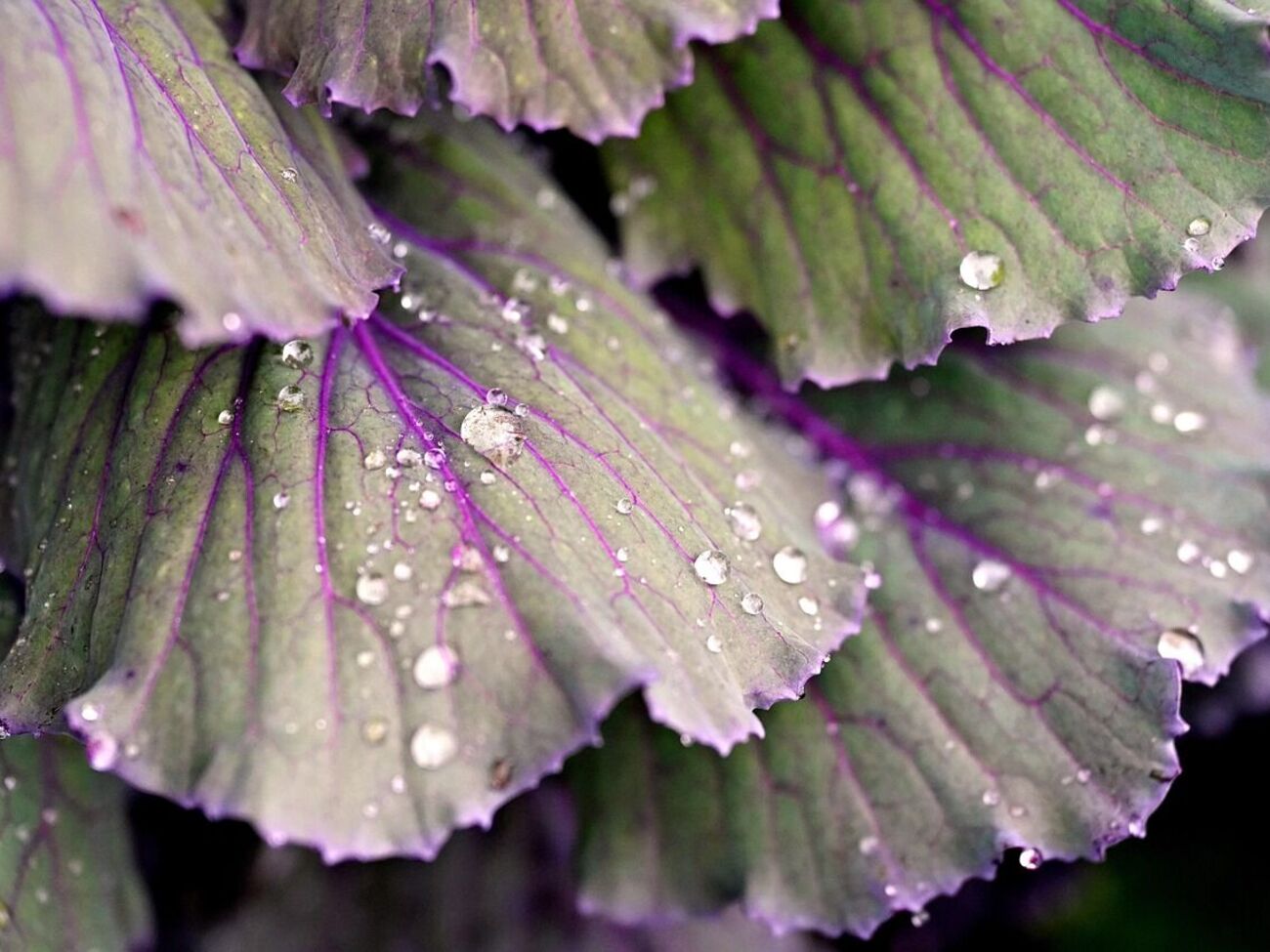 Капусту нужно собрать и занести в тепло