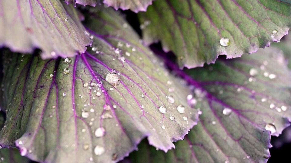 Капусту нужно собрать и занести в тепло