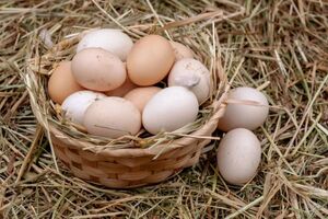 Щоб кури несли яйця, взимку їм потрібно більше білка, а влітку – води
