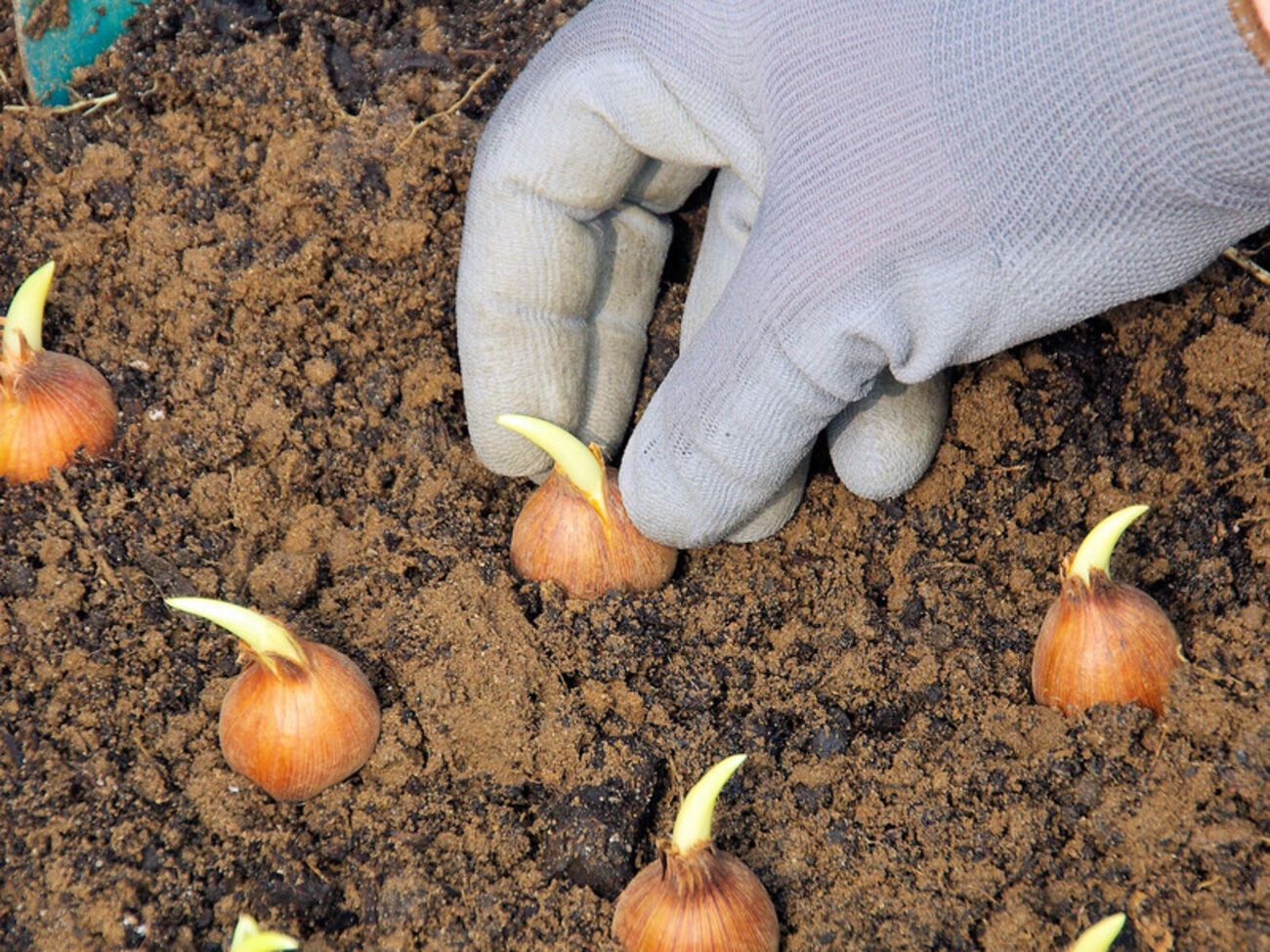 Озимый чеснок, по словам автора канала, отличается большими зубчиками