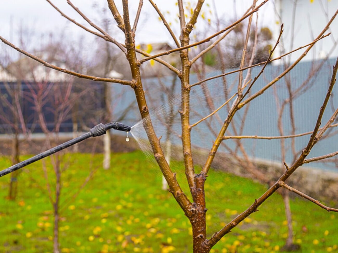 Карбамид поможет растению перейти в состояние покоя и сформировать почки