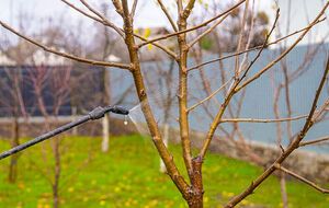 Карбамид поможет растению перейти в состояние покоя и сформировать почки