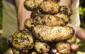 Картопля дасть гарний урожай після підготовки ділянки