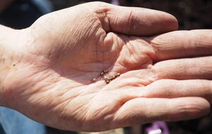 Передзимовий посів моркви дуже ефективний