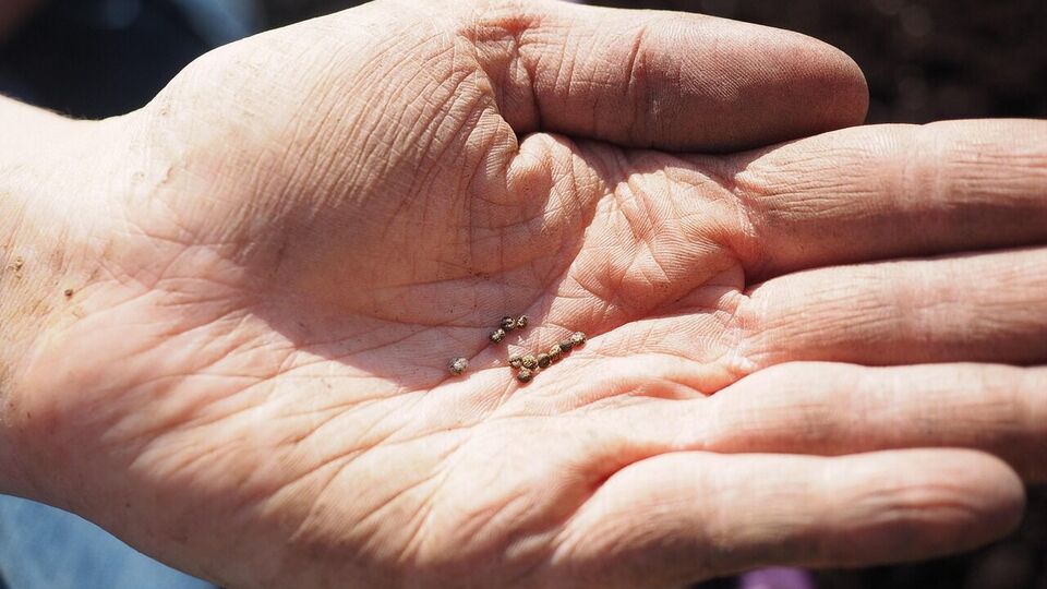 Передзимовий посів моркви дуже ефективний