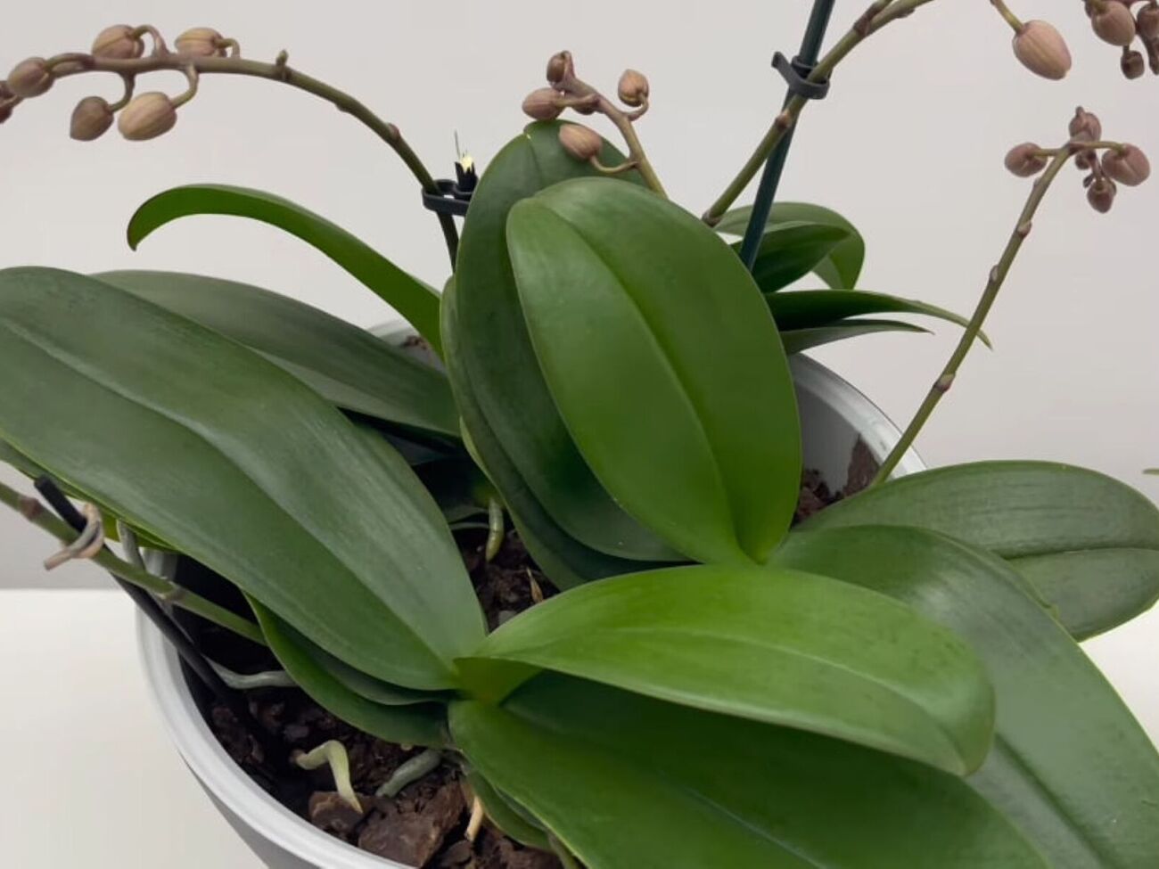 Лимонная вода дезинфицирует почву и листья орхидеи