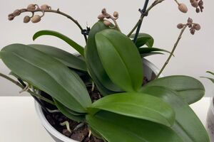 Лимонная вода дезинфицирует почву и листья орхидеи