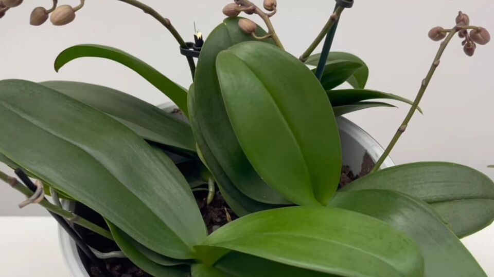 Лимонна вода дезінфікує ґрунт і листя орхідеї