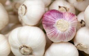 Озимий часник має бути морозостійким