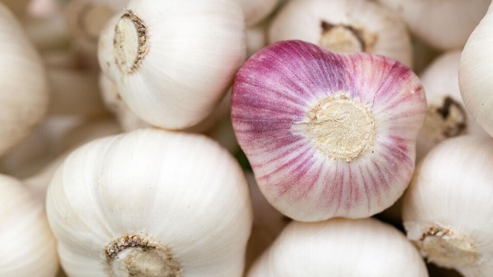 Озимый чеснок должен быть морозостойким