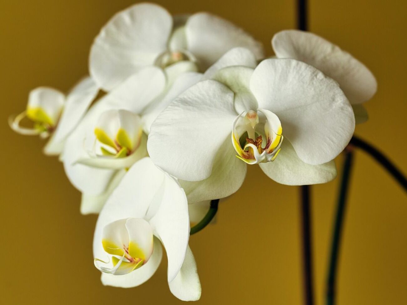 На цветоносе должны быть бутоны и цветы