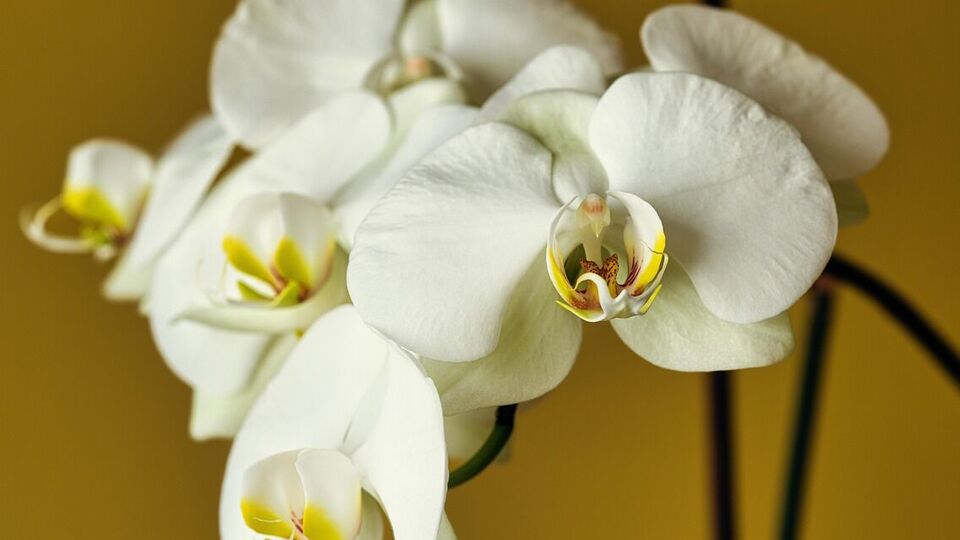 На квітконосі мають бути бутони й квіти