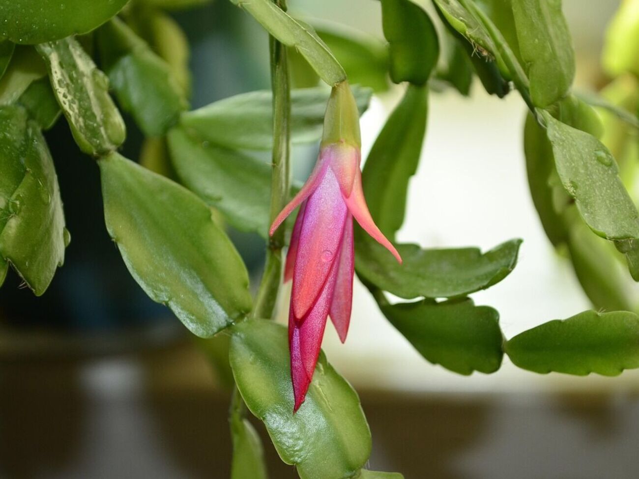 Декабристу противопоказаны сквозняки