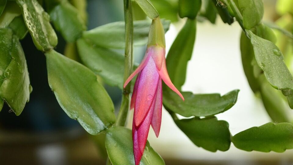 Декабристу протипоказані протяги