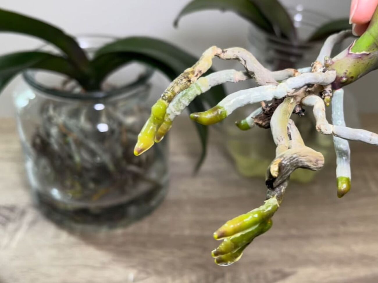 Перед тим, як замочити коріння в настої, обріжте те, яке вже почало гнити