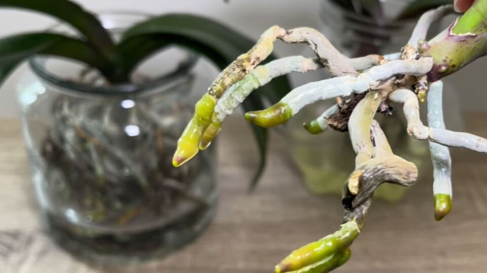 Перед тим, як замочити коріння в настої, обріжте те, яке вже почало гнити