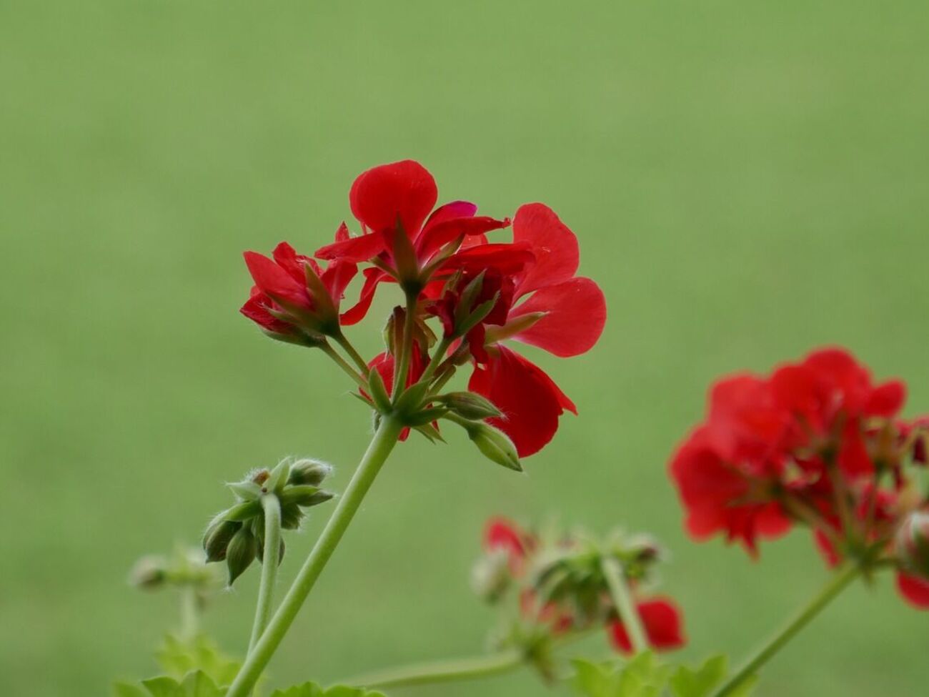 Герань выпустит почки и цветы