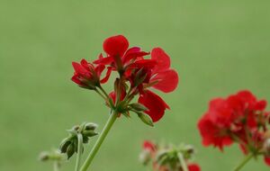 Герань выпустит почки и цветы